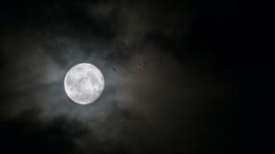 Full moon with silhouettes of migrating birds