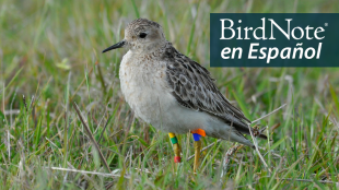 A Buff-breasted Sandpiper with identification bands on its legs stands in a grassy pasture. "BirdNote en Español" appears in the upper right corner. 