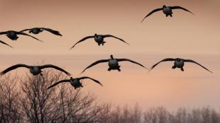 Canada Geese flying in to land