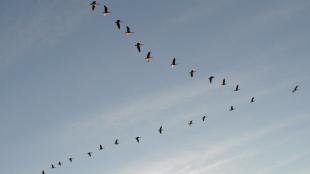 Geese flying in "V" formation