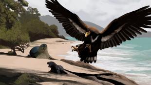 Illustration of a Gigantohierax (extinct genus of eagles) swooping down toward seals on a beach 