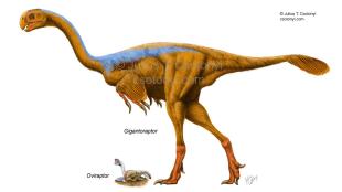 Gigantoraptor, feathered but flightless dinosaur