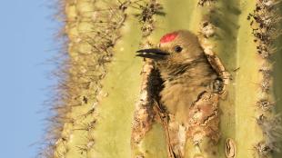 Gila Woodpecker nesting in Saguaro cactus