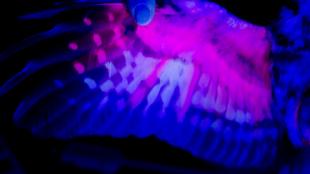 A Northern Saw-whet Owl's wing seen under UV light.