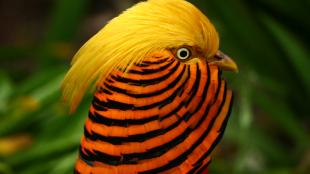 A bird in profile, showing its vivid orange and black striped neck feathers, with a bright gold crest flowing back from the top of its head