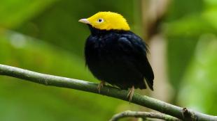 A Golden-headed Manakin on a slender diagonal branch with greenery in the background 