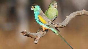 A pair of brightly colored blue and green parrots, the male in the front with a yellow shoulder