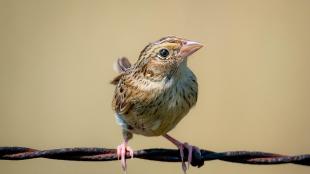 Grasshopper Sparrow perched on a wire
