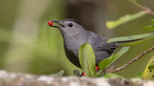 Gray Catbird perched in greenery, a red berry held in its beak