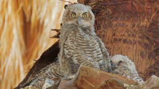 Great Horned Owl nestling
