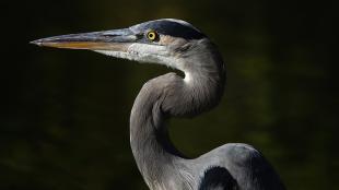 A Great Blue Heron faces to viewers' left, with its curving neck and very long sharp beak in filtered light