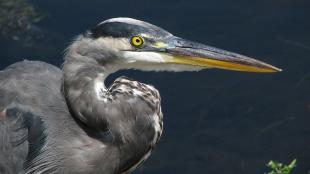 Great Blue Heron, its neck curved back above its chest, head displaying a gleaming yellow eye and long narrow sharp beak.