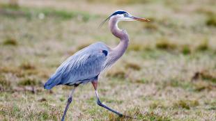A Great Blue Heron strides across a grassy field, its long neck and sharp pointed beak balanced over very long legs as it walks