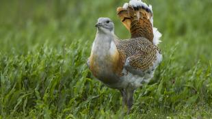 A Great Bustard with his grey head and wispy beard contrasting with the brindled reddish brown and black wing, back, and tail feathers. The Great Bustard is standing amidst vivid greenery and his tail is turned up at a sharp angle.