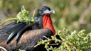 A male Great Frigatebird rests atop branches, sunlight on his dark plumage, bright red throat, and long hooked beak.