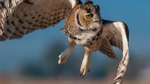 Great Horned Owl in flight toward the camera