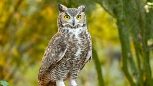 A Great-Horned Owl stands facing the viewer, showing its bright yellow eyes, and the tufted feathers ("plumicorns") atop its head. 