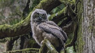 A Great Horned Owl fledgling perched on a mossy branch