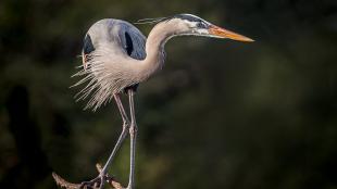 Great Blue Heron perched on branch, its head turned to the left showing long curved neck and sharp beak