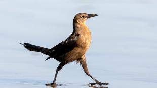 Female Great-tailed Grackle striding across wet sand in sunlight