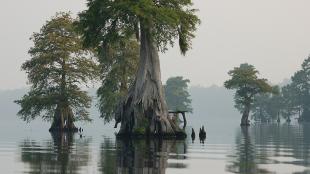 Great Dismal Swamp NWR