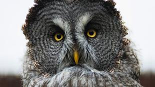Great Grey Owl, small feathers rim "facial disks"