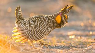 A male Greater Prairie Chicken in courtship display, one foot raised and his feathers softly backlit by sunlight