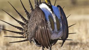 Greater Sage Grouse male