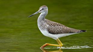 Greater Yellowlegs wading in shallow water