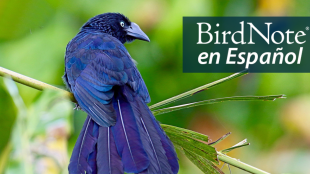 A Greater Ani showing its long tail, glossy blueish black feathers and large black beak. "BirdNote en Español" appears in the top right corner.