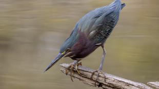 Green Heron looks intently at the surface of water as it perches on a low branch.
