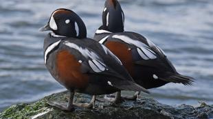 Two male Harlequin ducks stand on seaweed-covered rock while looking out at choppy blue water.