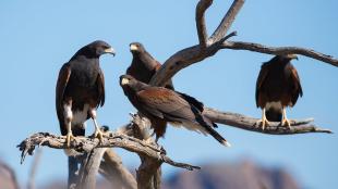 Group of four Harris's Hawks perched in tree, seen against background of hills and blue sky.