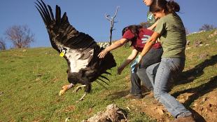 Three volunteers release a tagged California Condor from a sunny hillside.