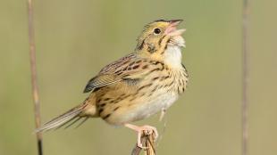 Henslow's Sparrow singing, seen in right profile as it perches on a grass stem