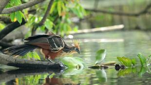 A Hoatzin takes a sip of water at the edge of a river under dense foliage. 