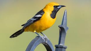 Male Hooded Oriole, its bright yellow body highlighted with black face mask and wings