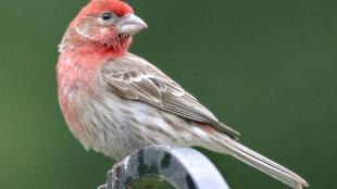 House Finch in profile, showing red-colored head and throat