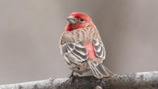 House Finch perched on branch, looking over its shoulder showing red-colored head and throat