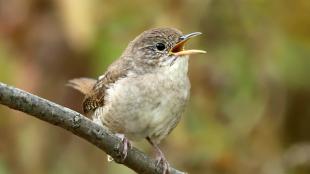 House Wren looking to its left while singing
