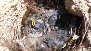 A House Wren nest with several nestlings inside it