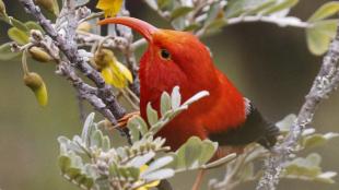 A bright red bird with a long narrow curving beak clings to a flowering branch. The bird has a dark eye and dark rump.