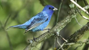 Male Indigo Bunting, a vivid blue bird with black stripes on the wings.