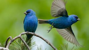 A pair of Indigo Bunting, one perched on a branch, the other taking flight, both showing their vivid blue feathers