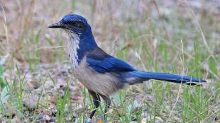 An Island Scrub-Jay, its white and blue plumage gracing a slender body and long tail, stands on sparse grass and dirt.