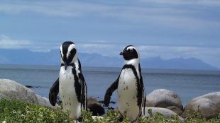 Two African Penguins standing on shore with water and clouds in background