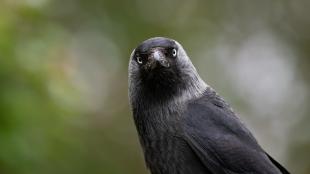 A Jackdaw looking quizzically at the viewer