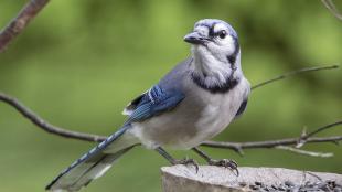 Blue jay stands at bird feeder, looking toward the left