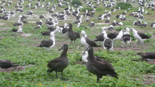 A colony of Black-footed Albatross and Laysan Albatross. Breeding pairs are scatter across a vast field of green vegetation.