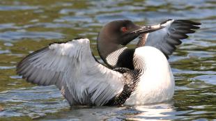Common loon stretches its wings in water